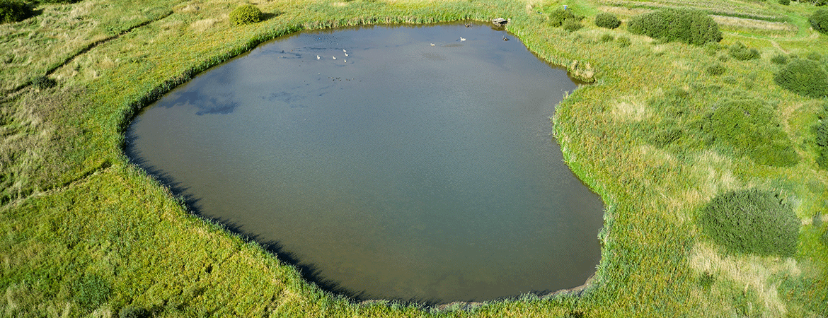 Aerial view of a natural pond surrounded by green grass and vegetation