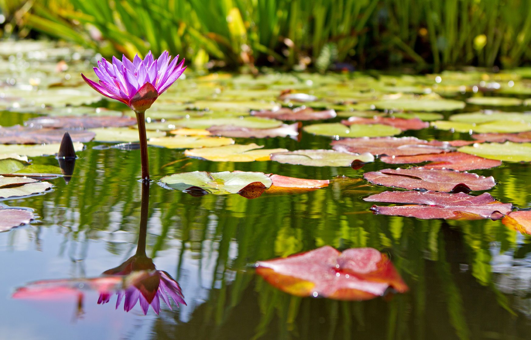 Purple water lily blooming in a pond surrounded by lily pads